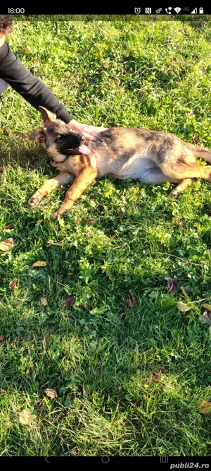 Catelusa de vanzare - imagine 5