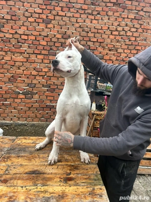 catei dog argentinian 
