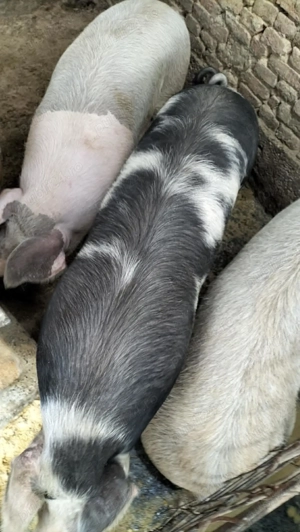 Porci de vânzare  - imagine 3