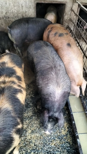 Porci de vânzare  - imagine 2