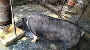 Porci de vânzare  - imagine 4