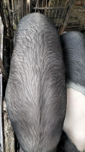 Porci de vânzare  - imagine 5