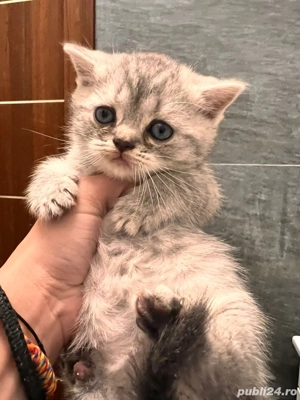 pisicuta british shorthair - imagine 3