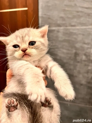 pisicuta british shorthair - imagine 2