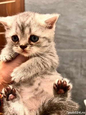 pisicuta british shorthair