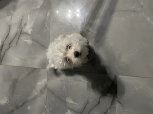 Bichon Havanez (o fetiță )