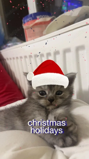 British Shortair tabby 