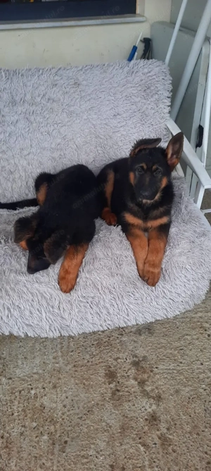 Pui ciobănesc german 