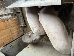 Vând 3 porci cu greutate între 80-120 kg - imagine 2