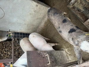 Vând 3 porci cu greutate între 80-120 kg - imagine 5