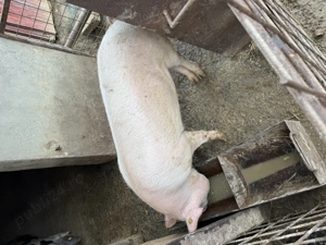 Vând 3 porci cu greutate între 80-120 kg - imagine 3