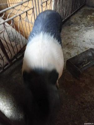 Vând porc gras  - imagine 2