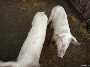 Vând porci 
