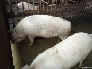 Vând porci  - imagine 2