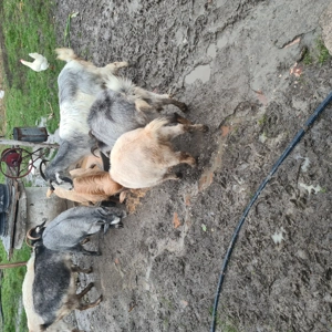 Vând capre de lapte 