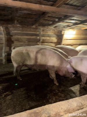 vand porci  - imagine 2