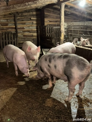 vand porci  - imagine 4