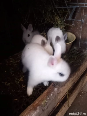 iepuri pitici de vanzare
