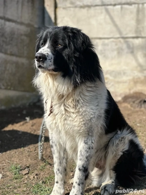 Ciobanesc Bucovina - imagine 2