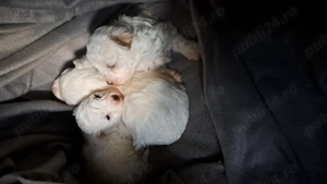 Bichon frise disponibil - imagine 4