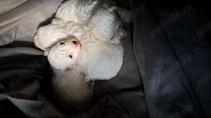 Bichon frise disponibil