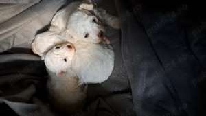 Bichon frise disponibil - imagine 5