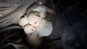 Bichon frise disponibil - imagine 3