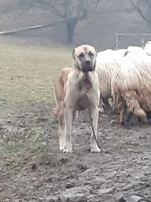 Femela de kangal Disponibila 