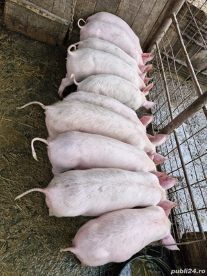 Disponibili, 25-30 kg! - imagine 5