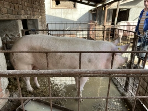 Porc de vânzare - imagine 2
