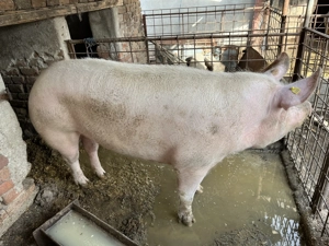 Porc de vânzare - imagine 3