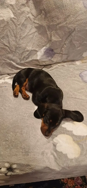 Cățel femelă teckel în vârstă de 3 luni cu toate vaccinurile făcute 