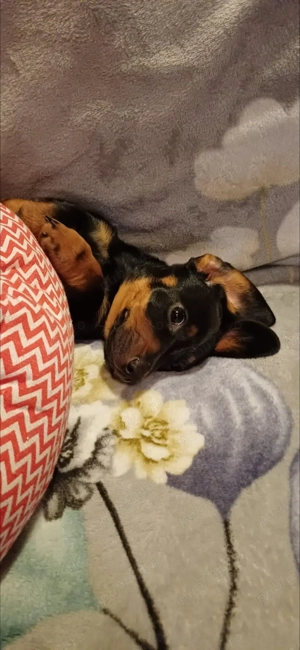 Cățel femelă teckel în vârstă de 3 luni cu toate vaccinurile făcute  - imagine 2