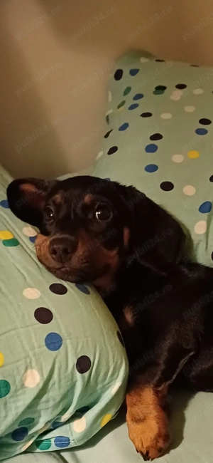 Cățel femelă teckel în vârstă de 3 luni cu toate vaccinurile făcute  - imagine 4