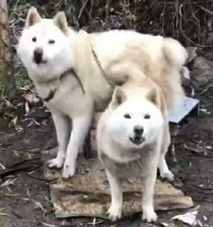 vând câinii de rasă akita inu