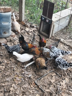 gaini pitice si rasa mixta - imagine 4