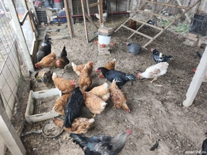 gaini pitice si rasa mixta - imagine 3