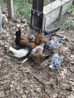 gaini pitice si rasa mixta - imagine 5