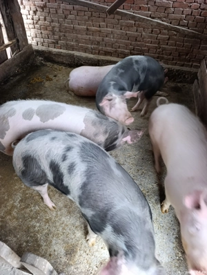 vand porci - imagine 3