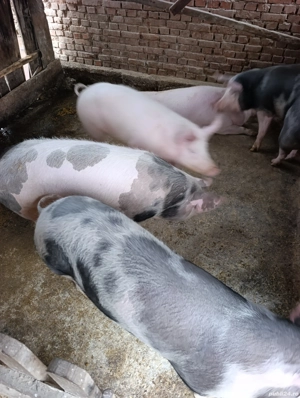 vand porci - imagine 2