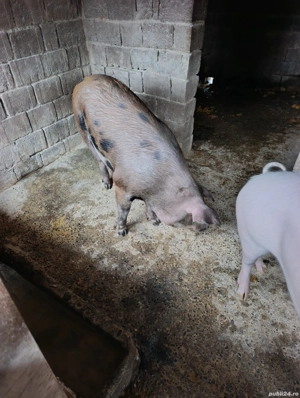 vand porci - imagine 4