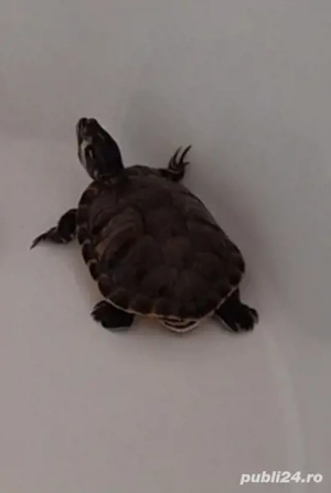 Broască țestoasă de apă dulce 