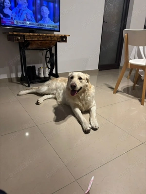 Ofer spre adoptie Golden Retriever - imagine 2