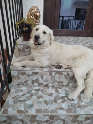 Ofer spre adoptie Golden Retriever