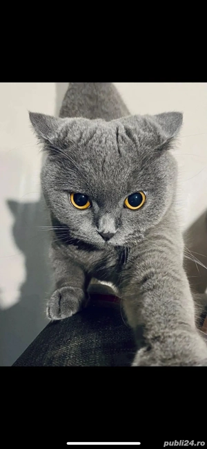 Vand motan british shorthair (brittish)