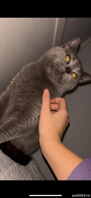 british shorthair   brittish