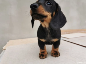 Vânzare un cățeluș teckel