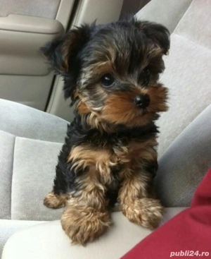 Yorkshire terrier talie mica 