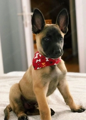 Ciobanesc  belgian malinoa fetițe  și băieți  - imagine 2