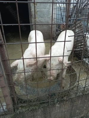 Vând godaci - imagine 3